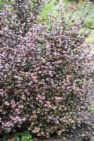 Lophomyrtus x ralphii 'Yanear' = Black Pearl in December