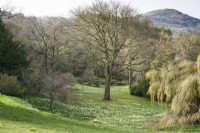 Wild daffodils, Narcissus pseudonarcissus, on grassy slopes at Perrycroft, Herefordshire in March with the distinctive outline of the British Camp behind.