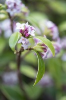 Daphne odora 'Aureomarginata' in February