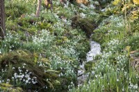 The Ditch at East Lambrook Manor in February studded with snowdrops.