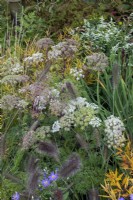 Late flowering border with Aster sedifolius 'Nana', Pennisetum alopecuroides 'Cassian', Cenolophium denudatum and Aralia cordata.  RHS Chelsea Flower Show 2021, M and G Garden