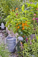 Nasturtium, marigold, Teucrium hircanicum and various herbs in raised bed and a watering can.