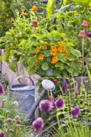 Nasturtium, marigold, Teucrium hircanicum and various herbs in raised bed and a watering can.