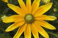 Rudbeckia hirta - Black-Eyed Susan in summer - Summer