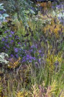 Late flowering border with Aster sedifolius 'Nana', Pennisetum alopecuroides 'Cassian', Cenolophium denudatum and Aralia cordata.  RHS Chelsea Flower Show 2021, M and G Garden