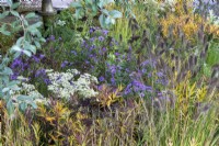 Late flowering border with Aster sedifolius 'Nana', Pennisetum alopecuroides 'Cassian', Cenolophium denudatum and Aralia cordata.  RHS Chelsea Flower Show 2021, M and G Garden