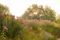 Sunrise over a border of Eupatorium purpureum 'Maculatum' - Joe Pye Weed, Veronia crinita 'Mammuth' - Iron weed and Helenium in the Millennium Garden at Pensthorpe Natural Park.