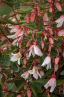 Begonia 'Million Kisses Elegance'