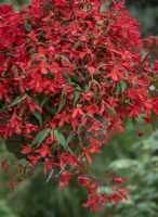 Begonia 'Million Kisses Valentine'