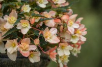 Begonia 'Truffle Cream'