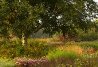 Autumn colours in the Oudolf field in the Millennium Garden at Pensthorpe Natural Park.