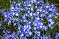 Scilla 'Blue Giant' syn. Chionodoxa forbesii 'Blue Giant' - Glory of the Snow, Squill