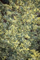 Rhamnus alaternus 'Argenteovariegata' AGM - Italian buckthorn