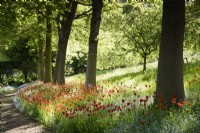 Naturalised Tulipa sprengeri amongst forget-me-nots below an avenue of red oaks, Quercus rubra, at the Old Rectory, Netherbury, Dorset in May