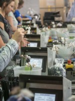 Workers clipping Phalaenopsis orchid stems to sticks