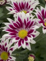 Flowering Chrysanthemum pot plants.