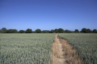 Wheat field in summer. Pathway through wheat field. Public footpath.