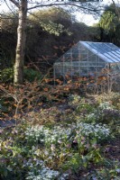 Hamamelis 'Aphrodite' above beds of Snowdrops and Hellebores in early spring garden, greenhouse behind