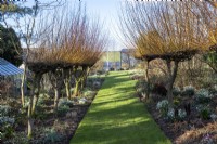 Grass path leads between Salix alba 'Britzensis', various snowdrops and Cyclamen coum in spring flowerbeds