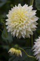 'Inca Dambuster' a yellow and white semi cactus Dahlia