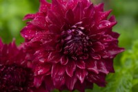 A large dark red decorative Dahlia covered with raindrops.