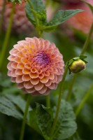  'Jowie Winney'  a pink ball form Dahlia