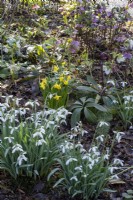 Galanthus 'Grandiflorus' with daffodils and Hellebores in spring bed