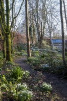 Path leading through spring woodland garden filled with snowdrops and Hellebores.  Logs used as path edgers