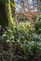 Woodland garden in spring, with Hellebores and Snowdrops