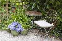 A small round table and chair sits next to some pots planted with hydrangeas and greenery to add interest to an otherwise unused corner of a cottage style garden. Combe Cottage. NGS Garden. July. Summer.
