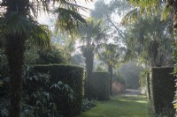 Trachycarpus fortunei - Chinese windmill palm - lining Lighthouse walk at East Ruston Old Vicarage Gardens