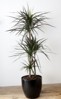 Indoor plant - dracaena marginata pictured against a white wall. 