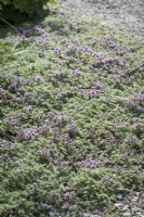 Thymus pseudolanuginosus in June