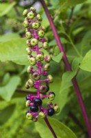 Phytolacca americana - Pokeweed in summer - August