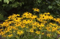Rudbeckia fulgida 'Goldsturm' - Coneflowers in summer - August