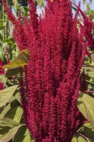 Amaranthus hypochondriacus 'Elena's Rojo' - Prince's Feather in summer, Quebec, Canada - August
