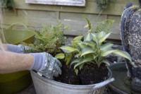 Planting a fern in a mix of foliage plants: Polystichum 'Plumosodensum', Thalictrum 'Thundercloud', Hosta 'Touch of Class', Cryopteris 'Cristata' The King and Epimedium 'Amber Queen' in an old tin bath