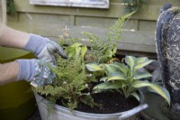 Backfilling with compost after planting: Polystichum 'Plumosodensum', Thalictrum 'Thundercloud', Hosta 'Touch of Class', Cryopteris 'Cristata' The King and Epimedium 'Amber Queen' in an old tin bath