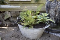 A old tin bath is repurposed into a container for plants to add interest to an otherwise dark and shady corner of a garden. The metal bath has been planted with Polystichum 'Plumosodensum', Thalictrum 'Thundercloud', Hosta ' Touch of Class', Cryopteris 'Cristata' (The King) and Epimedium 'Amber Queen', all chosen for their shade tolerance. 