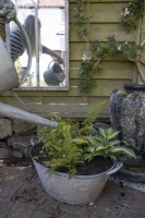 Watering a mix of recently-planted foliage plants: Polystichum 'Plumosodensum', Thalictrum 'Thundercloud', Hosta 'Touch of Class', Cryopteris 'Cristata' The King and Epimedium 'Amber Queen' in an old tin bath