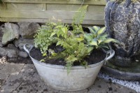  An old metal bath has been planted with Polystichum 'Plumosodensum', Thalictrum 'Thundercloud', Hosta ' Touch of Class', Cryopteris 'Cristata' (The King) and Epimedium 'Amber Queen', all chosen for their shade tolerance. 