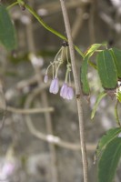 Pale-lilac buds of Thalictrum rochebruneanum syn. Thalictrum rochebruneanum var. grandisepalum; lavender mist,  meadow rue.