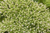 Hylotelephium spectabile 'Carmen' - Showy Stonecrop in summer - August
