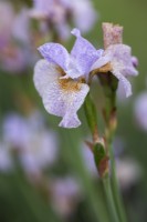 Iris siberica 'Salamander Crossing'