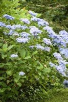 Blue flowered hydrangea with black stems, a Crug Farm collected plant, in August