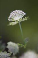 Astrantia major 'Buckland' in summer.