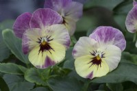 Viola 'Rocky Pineapple Crush'