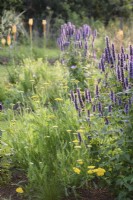 Border including Agastache 'Black Adder' and achillea in August