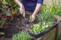 Planting out Spinach 'Apollo' plugs in a raised vegetable bed. Spinacia oleracea