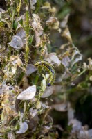 Caterpillar damage on common box - Buxus sempervirens